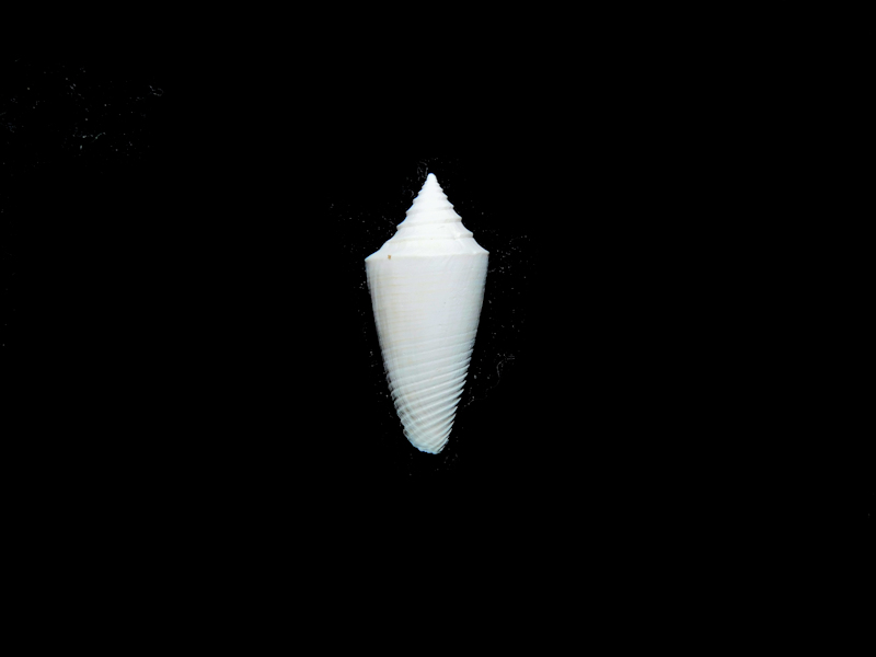 Jaspidiconus wilsoni 19.30mm."Rare Brantley Pit"#17190 Jaspidiconus wilsoni 19.30mm."Rare Brantley Pit"#17190
