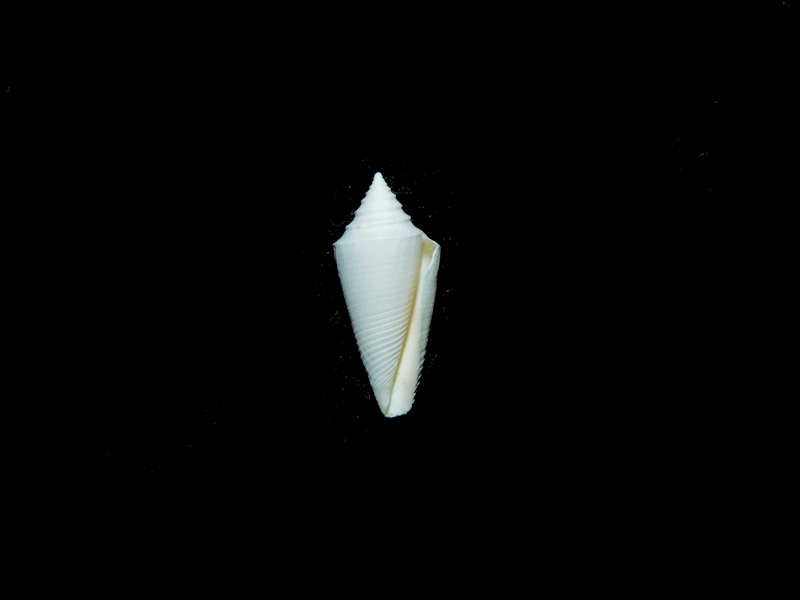 Jaspidiconus wilsoni 19.30mm."Rare Brantley Pit"#17190 - Click Image to Close