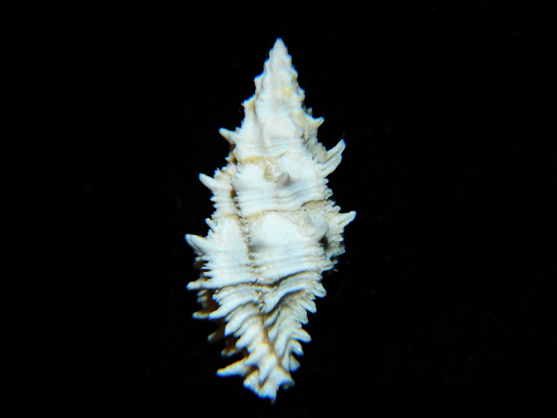 Murexiella lyonsi 23.57mm. "The Finest Offered" #700168 Murexiella lyonsi 23.57mm. "The Finest Offered" #700168