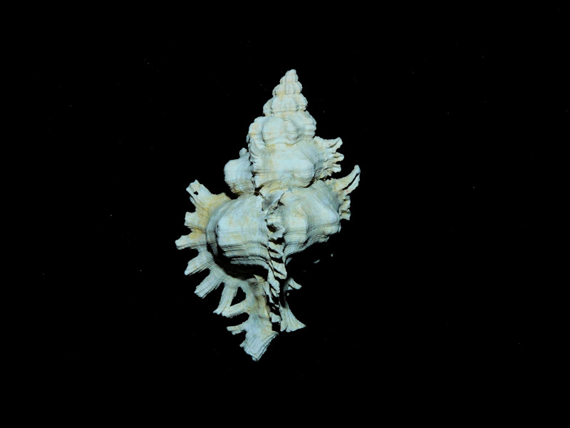 Chicoreus xestos 1 3/4” or 44.40mm."Rare" #700215 Chicoreus xestos 1 3/4” or 44.40mm."Rare" #700215