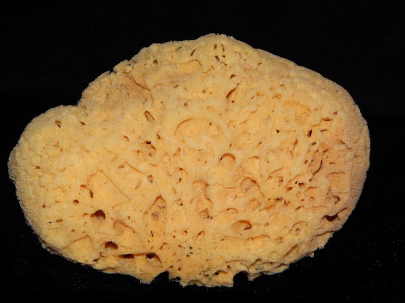 Florida Large Yellow Bath Sponge 7"-Lot # 10221