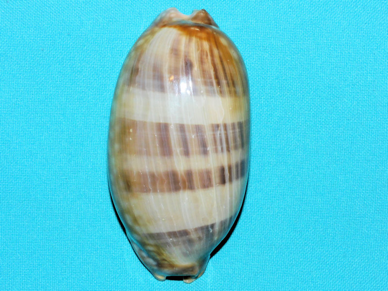 Macrocypraea zebra 3 5/8” or 90.61mm."Lg Sub Adult"#17488