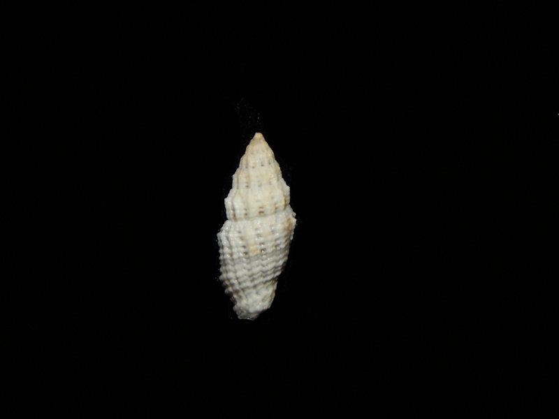 Vexillum (Costellaria) rusticum 15.49mm-Samoa-Lot#12695 Vexillum (Costellaria) rusticum 15.49mm-Samoa-Lot#12695