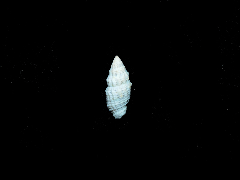 Vexillum zelotypum 15.45mm.Western Samoa #17396 - Click Image to Close