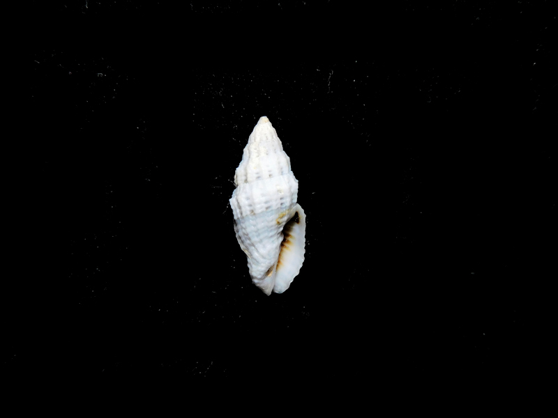 Vexillum zelotypum 15.45mm.Western Samoa #17396