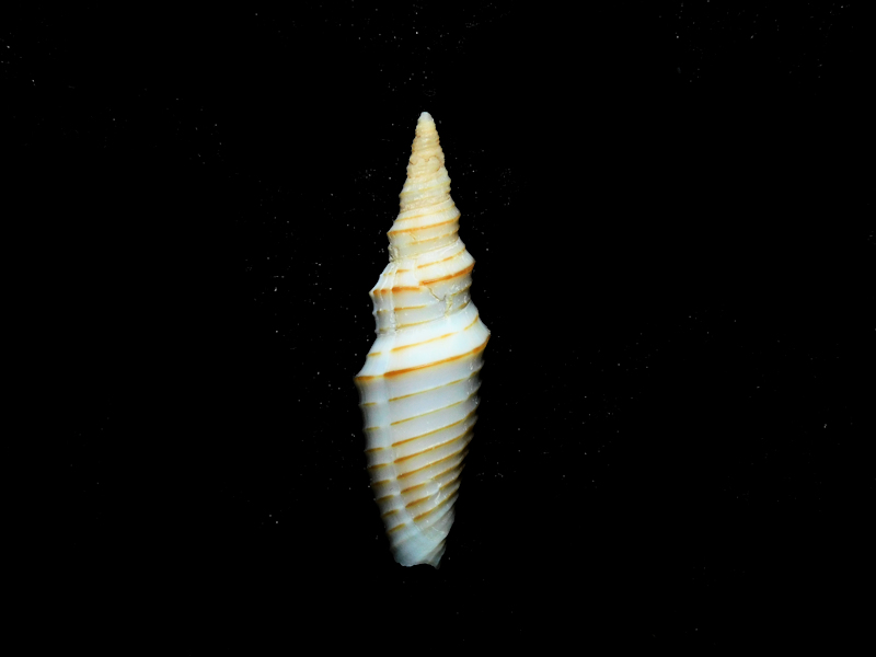 Ziba hindsii 1 1/8" or 29.10mm.West Mexico #17421 Ziba hindsii 1 1/8" or 29.10mm.West Mexico #17421