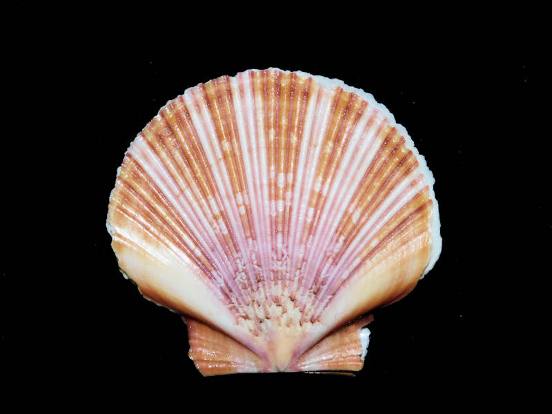 Euvola ziczac 2 ¼” or 55.85mm."Sanibel" #17251 Euvola ziczac 2 ¼” or 55.85mm."Sanibel" #17251