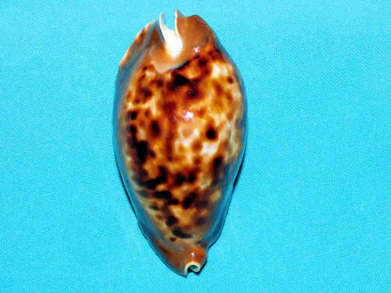 Zoila friendii friendii 3 3/8” or 83.74mm. Freemantle West Australia LOT#Zoila friendii friendii 3 3/8” or 83.74mm. (image for) Zoila friendii friendii 3 3/8” or 83.74mm. Freemantle West Australia LOT#Zoila friendii friendii 3 3/8” or 83.74mm.