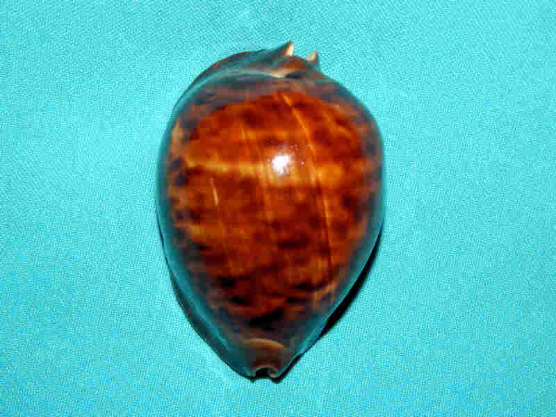 Cypraeidae