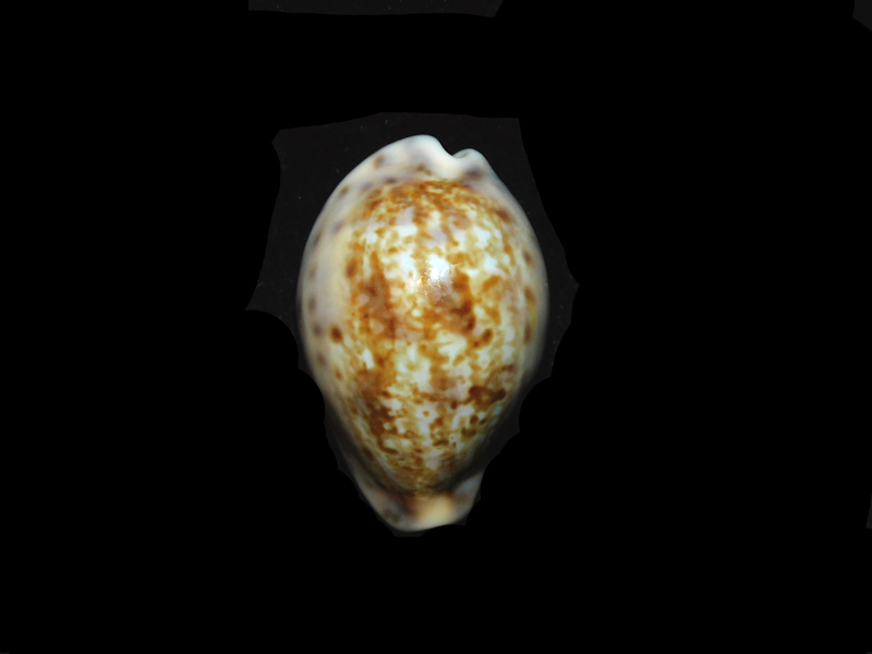 Zonaria zonaria 1 ¼” or 30.52mm. "Uncommon Beauty" LOT#901262JB (image for) Zonaria zonaria 1 ¼” or 30.52mm. "Uncommon Beauty" LOT#901262JB