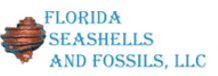 Florida Seashells and Fossils